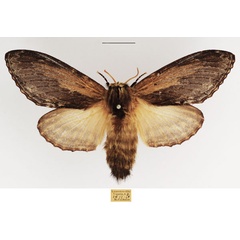 /filer/webapps/moths/media/images/L/ligniclusa_Braura_AF_TMSA_04.jpg