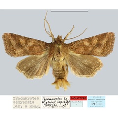 /filer/webapps/moths/media/images/S/semyensis_Tycomarptes_HT_MNHN.jpg