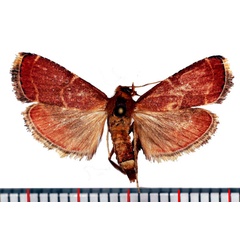 /filer/webapps/moths/media/images/D/delicatalis_Mabokia_AF_Poltavsky.jpg