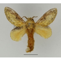 /filer/webapps/moths/media/images/I/idakum_Weirdonia_AM_Basquin_01.jpg