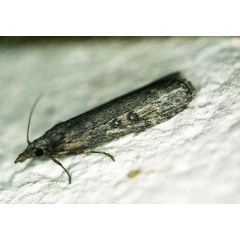 /filer/webapps/moths/media/images/I/imbella_Lamoria_A_Roland_01.jpg