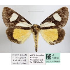 /filer/webapps/moths/media/images/G/gladatoria_Schausia_A_MGCLa_01.JPG