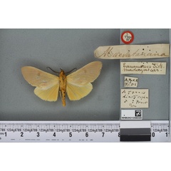 /filer/webapps/moths/media/images/D/diastropha_Asota_HT_BMNHa.jpg