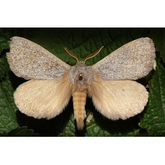 /filer/webapps/moths/media/images/C/conspersa_Marmaroplegma_A_Butler.jpg