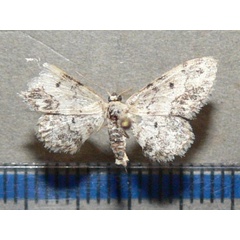 /filer/webapps/moths/media/images/P/prionodonta_Idaea_A_Goffa_01.jpg