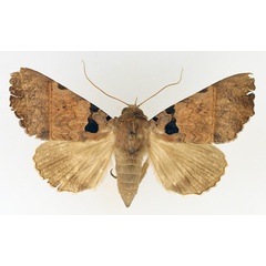 /filer/webapps/moths/media/images/T/trispila_Serrodes_AF_TMSA_01.jpg