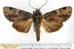 Hesperochroa multiscripta