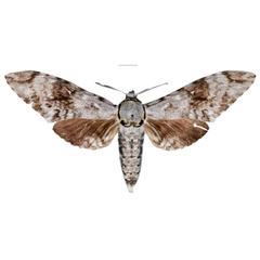 /filer/webapps/moths/media/images/P/pinheyi_Macropoliana_HT_SMCRa.jpg
