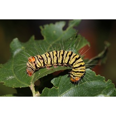 /filer/webapps/moths/media/images/T/trimenii_Agoma_C_Roland_01.jpg