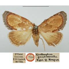 /filer/webapps/moths/media/images/G/griseocincta_Xanthoptera_HT_BMNH_1VsnDIF.jpg