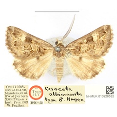 /filer/webapps/moths/media/images/A/albimacula_Cerocala_HT_BMNH_iRPQHjt.jpg