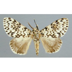 /filer/webapps/moths/media/images/P/polysticta_Lymantica_A_RMCA_02.jpg