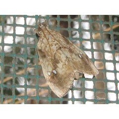 /filer/webapps/moths/media/images/P/pavonana_Crocidolomia_A_Goff_02.jpg