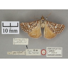 /filer/webapps/moths/media/images/S/stalachtis_Triphassa_PTF_OUMNHa_01.jpg