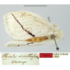 /filer/webapps/moths/media/images/X/xanthosoma_Phiala_HT_SNHM.jpg