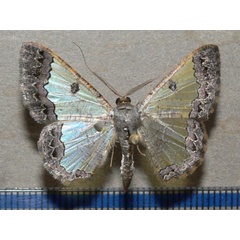 /filer/webapps/moths/media/images/T/triangularis_Zamarada_A_Goff.jpg