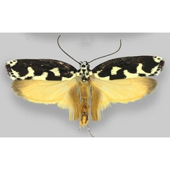 /filer/webapps/moths/media/images/M/melanocrates_Ethmia_AM_ZMHB.jpg