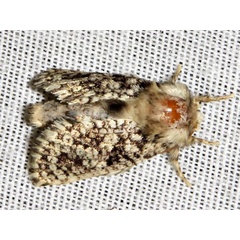 /filer/webapps/moths/media/images/G/guttifera_Teragra_A_Braun.jpg