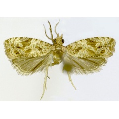 /filer/webapps/moths/media/images/T/tryphera_Syntozyga_HT_ZMJU.jpg
