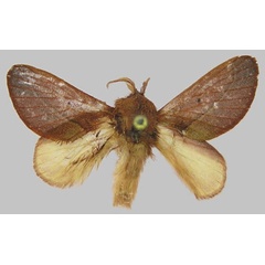 /filer/webapps/moths/media/images/A/arijakefriend_Rhynchobombyx_HT_RMCA.jpg