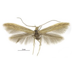 /filer/webapps/moths/media/images/K/kunenensis_Coleophora_HT_ZMHB.jpg