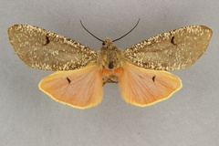 Teracotona pruinosa