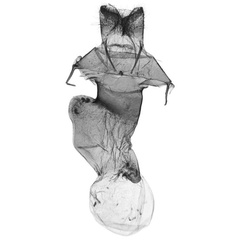 /filer/webapps/moths/media/images/C/chuquelae_Tumicla_GFHT_ANHRT.jpg