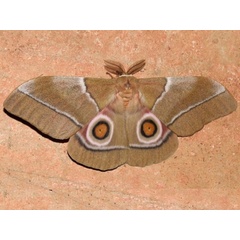 /filer/webapps/moths/media/images/O/osiris_Gonimbrasia_A_Grimm.jpg