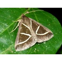 /filer/webapps/moths/media/images/E/euclidicola_Parachalciope_A_Catchick.JPG