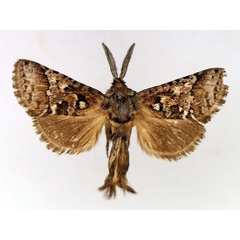 /filer/webapps/moths/media/images/I/iridescens_Arbelodes_AM_TMSA_02.jpg