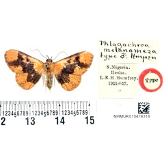 /filer/webapps/moths/media/images/M/melanomesa_Phlogochroa_HT_BMNH.jpg