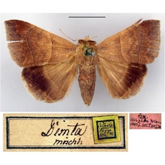 /filer/webapps/moths/media/images/D/demta_Ophisma_ST_ZMHB.jpg