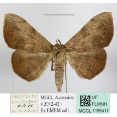 /filer/webapps/moths/media/images/R/rubricans_Anticarsia_A_MGCLa_01.JPG