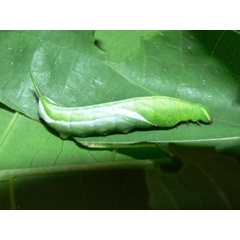 /filer/webapps/moths/media/images/A/accentifera_Nephele_C_Goff_01.jpg