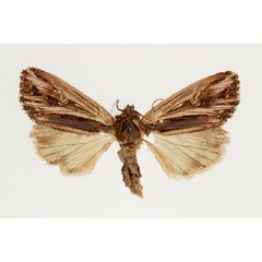 /filer/webapps/moths/media/images/C/cinerea_Aspidifrontia_HT_RMCA_02.jpg