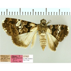 /filer/webapps/moths/media/images/A/albifasciata_Catephia_AT_NMB.jpg