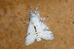 /filer/webapps/moths/media/images/G/georgiana_Eudasychira_A_Voaden_01.jpg