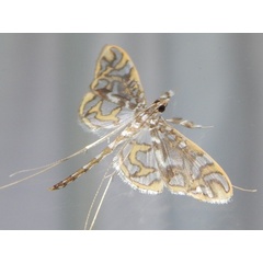 /filer/webapps/moths/media/images/A/annulifera_Polythlipta_A_Grobler_02.jpg