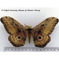 /filer/webapps/moths/media/images/W/westwoodi_Gynanisa_AM_OUMNH_01.jpg