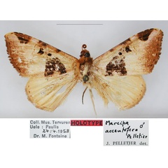 /filer/webapps/moths/media/images/A/accentifera_Marcipa_HT_RMCA_01_m7PFpoe.jpg
