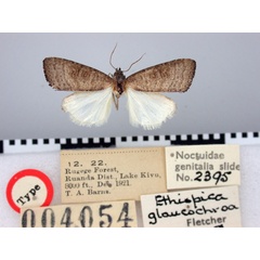 /filer/webapps/moths/media/images/G/glaucochroa_Ethiopica_HT_BMNH.jpg