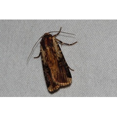 /filer/webapps/moths/media/images/E/epipyria_Amazonides_A_Riddell_01.jpg