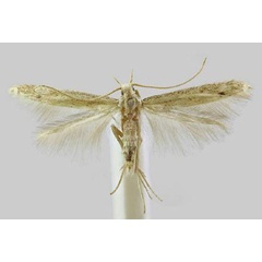 /filer/webapps/moths/media/images/H/halmodes_Coleophora_AM_BMNH.jpg