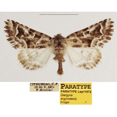 /filer/webapps/moths/media/images/A/argyrodeixis_Diargyria_PTM_TMSA_02.jpg