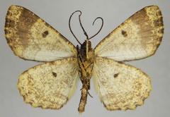 /filer/webapps/moths/media/images/K/kartala_Xylopteryx_HT_ZSMb.jpg