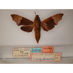 /filer/webapps/moths/media/images/B/bicolor_Temnora_HT_RMCA_01.jpg