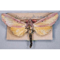 /filer/webapps/moths/media/images/A/afra_Leucophlebia_LT_MfN.jpg
