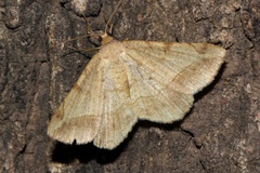 Chiasmia brongusaria