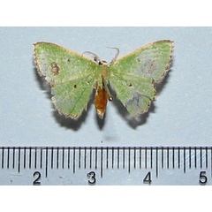 /filer/webapps/moths/media/images/A/aggravaria_Euproutia_A_Goff.jpg