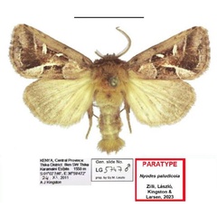 /filer/webapps/moths/media/images/P/paludicola_Nyodes_PTM_Kingston.jpg